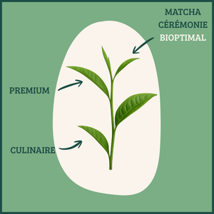 Matcha bio cérémonie poudre - Bioptimal Bioptimal Superaliment infusion.organic