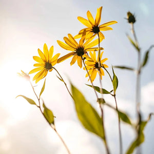 Jerusalem Artichoke Flower Tea -certified organic herbal te-Plūkt-infusion.organic
