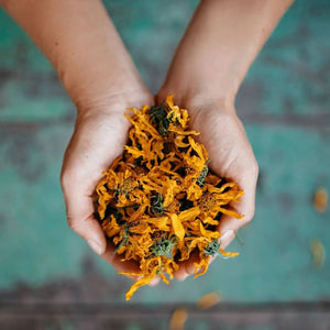 Jerusalem Artichoke Flower Tea -certified organic herbal te-Plūkt-infusion.organic