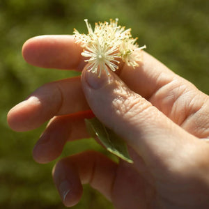 Linden Tea - honey tea, certified organic Nordic herbal tea-Plūkt-infusion.organic