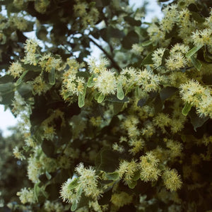 Linden Tea - honey tea, certified organic Nordic herbal tea-Plūkt-infusion.organic