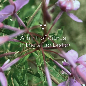 Nordic Green Tea - decaf, morning herbal tea, organic,bagged-Plūkt-infusion.organic