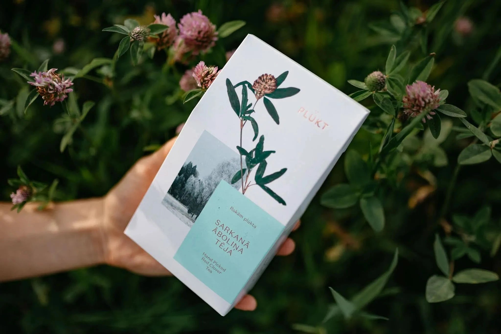 Red Clover Tea -loose tea,wellness tea,organic herbal tea-Plūkt-infusion.organic