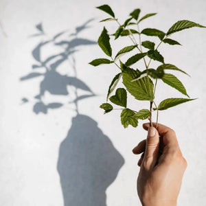 Wild Raspberry Leaf Tea - loose, herbal organic Christmas-Plūkt-infusion.organic