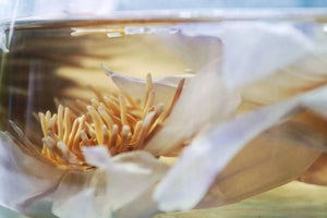 Nymphaea Caerulea Egyptian Blue Lotus Dried WHOLE FLOWER - Magical Tea - Magical Tea - infusion.organic