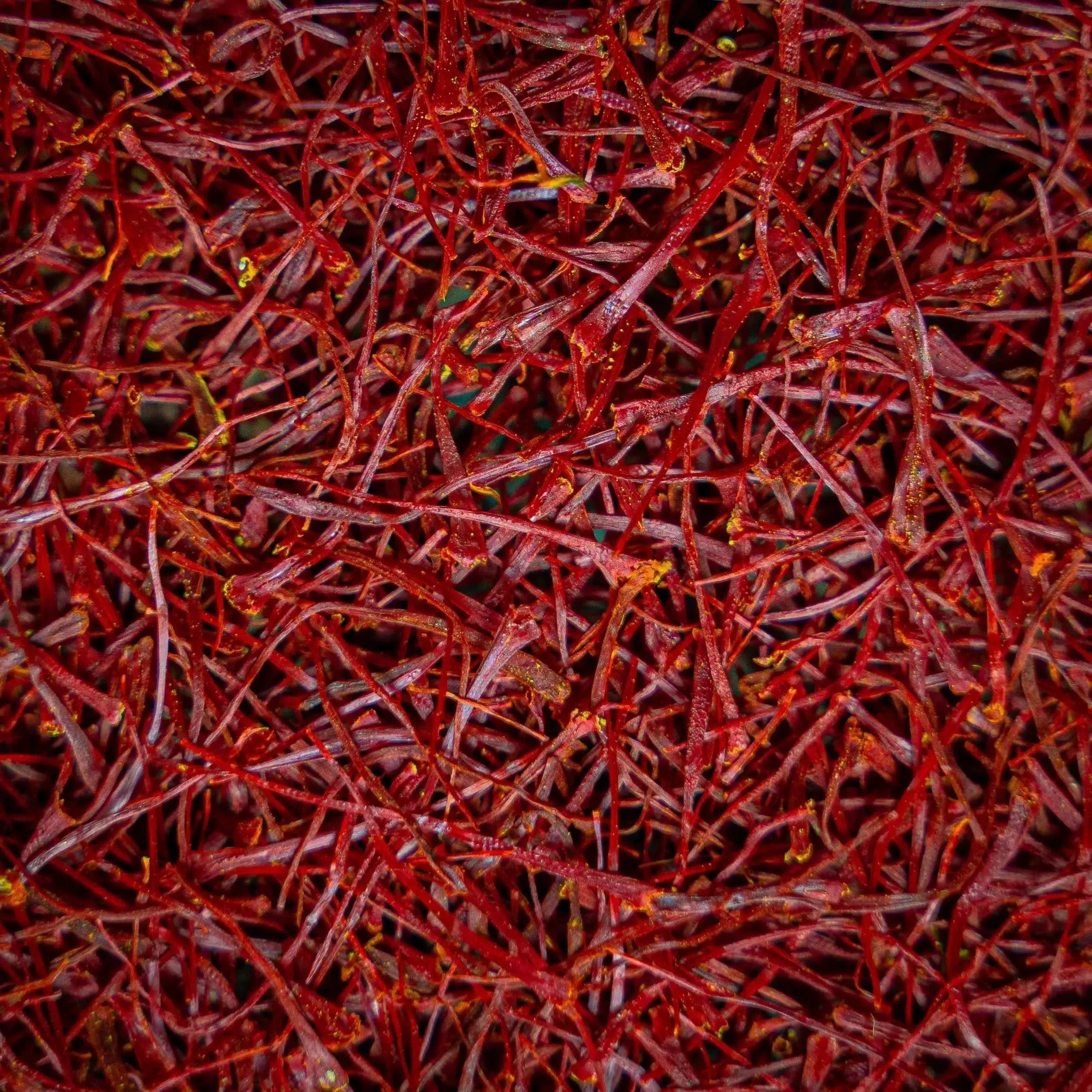 Organic Extra Negin Saffron Vial - Spice - Spice - infusion.organic