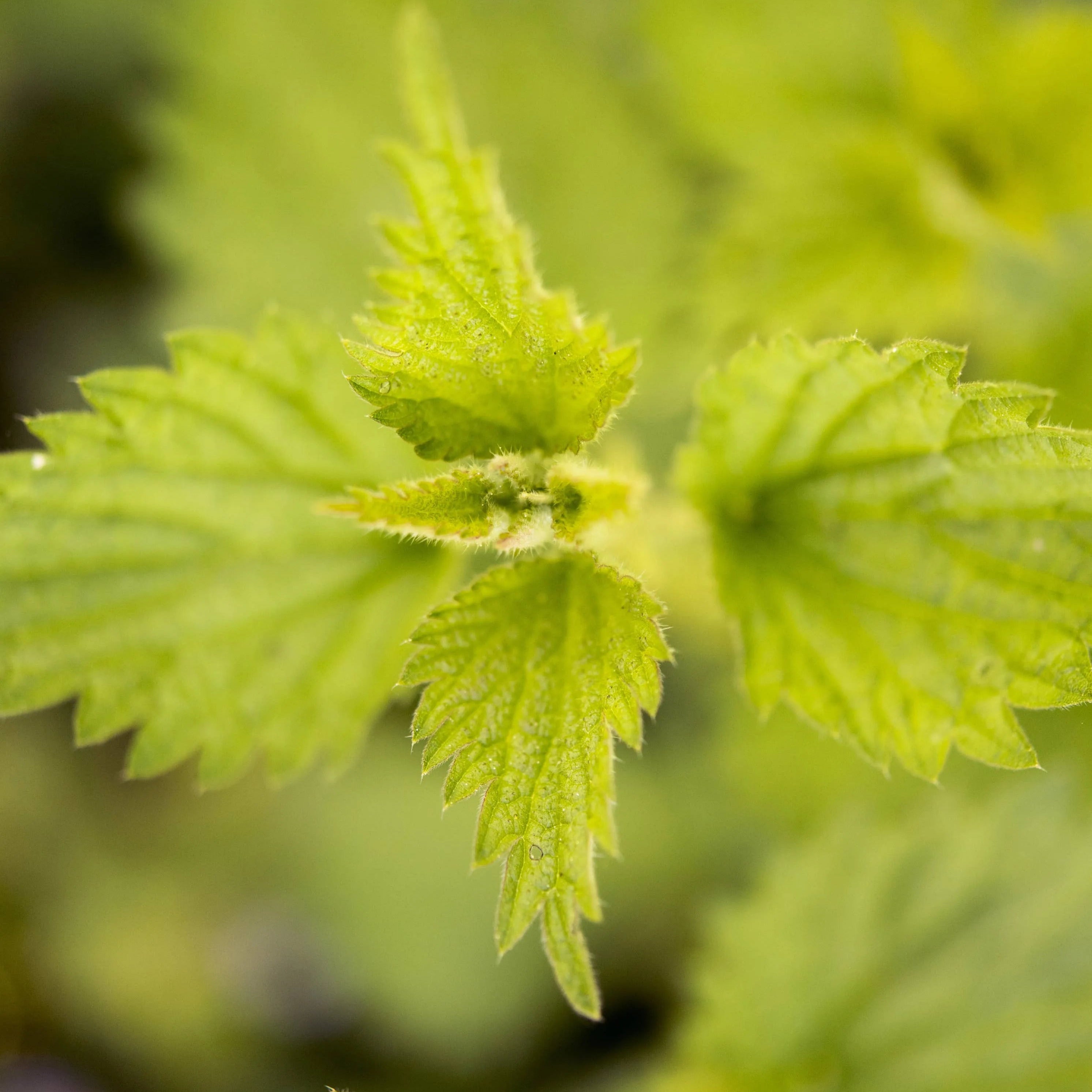 Organic herbal tea Nettle Drainage Detox Diuretic, 20g Herbal Tea Happy Plantes Tisan - infusion.organic